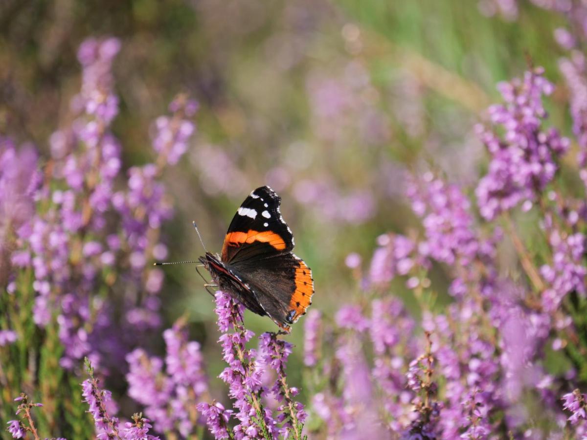 Bed & Breakfast La Veluwe Wapenveld